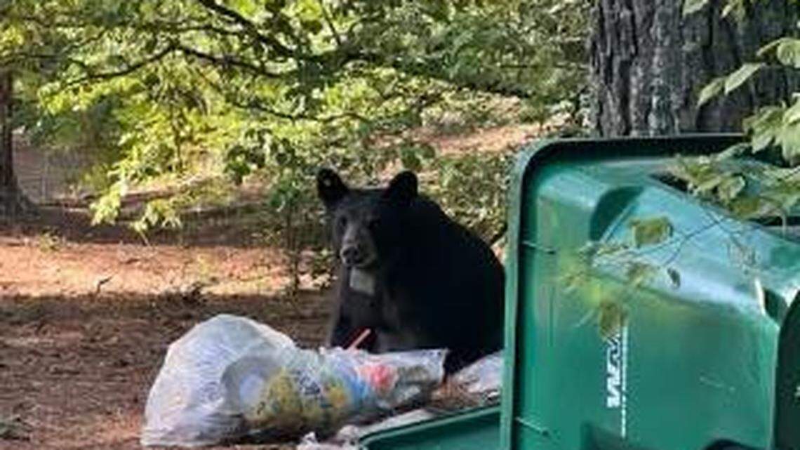 An injured bear may still be hanging around the upscale Avalon community in Alpharetta, Georgia after authorities said it was hit by a car .