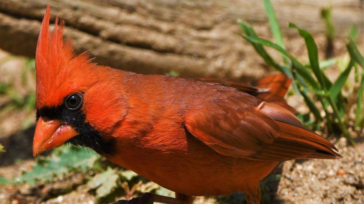 The Northern Cardinal is the official bird of at least seven states and the symbol of many sports teams. Males are easily identified by their red color.