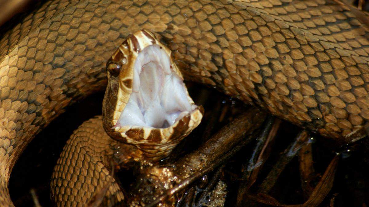 The cottonmouth snake — one of Mississippi’s six venomous snakes — is often found near aquatic habitats, including ponds, creeks and rivers, according to experts.