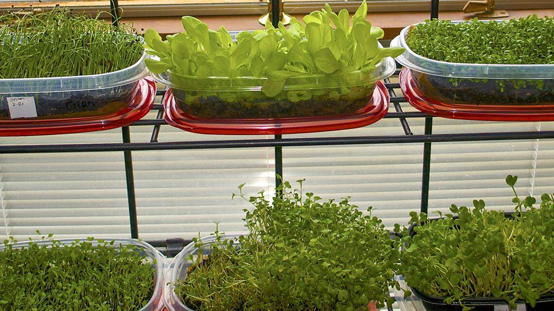 Want to start a garden but don’t have space outside? What to know about growing indoors