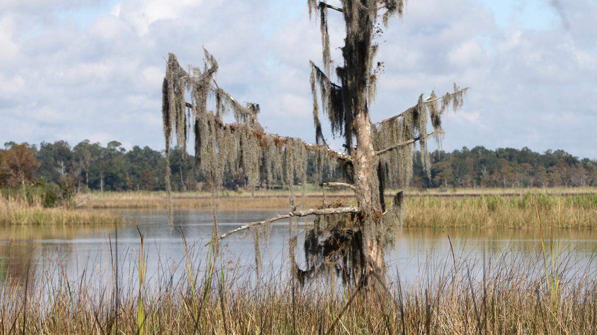 JOHN FITZHUGH/SUN HERALD 
 A view of the Pascagoula River along the west bank near Gautier on Wednesday Nov. 4, 2015. Andrew Whitehurst, water policy director for the Gulf Restoration Network, announced that Wednesday is the last day for public comments on the proposed twin lakes project in George County.