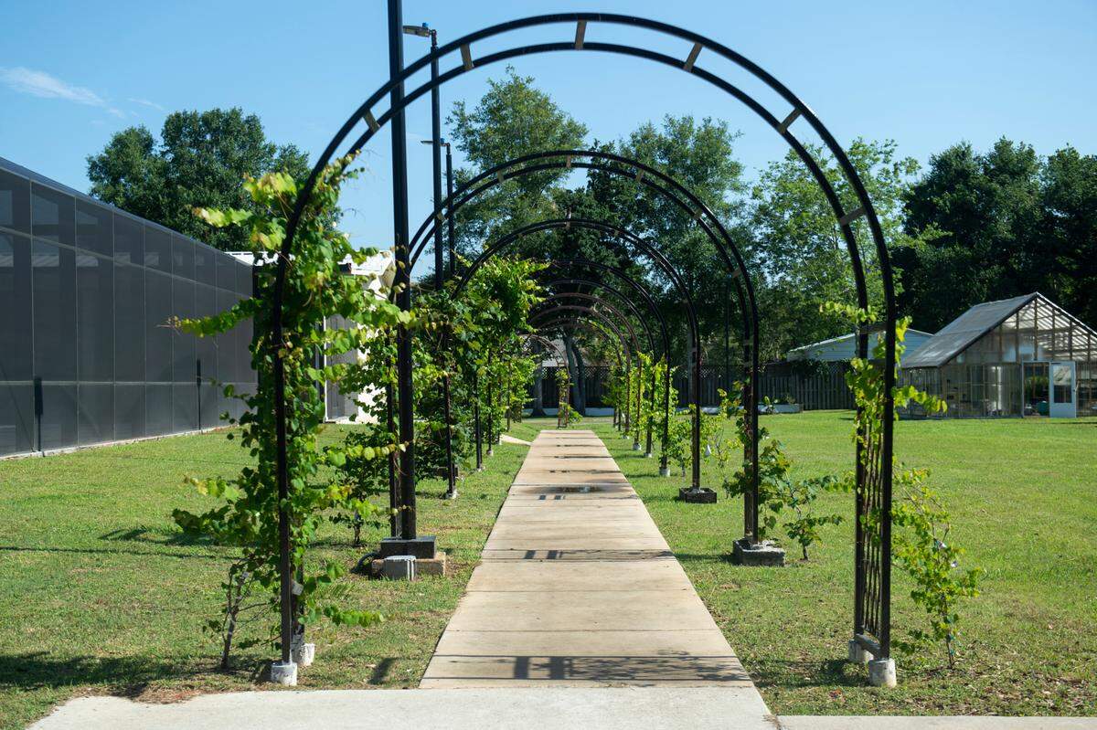 Muscadine vines grow on trellises in the backyard of Binoy and Abha Mishra’s home on Scenic Drive in Pass Christian on Tuesday, May 16, 2023.