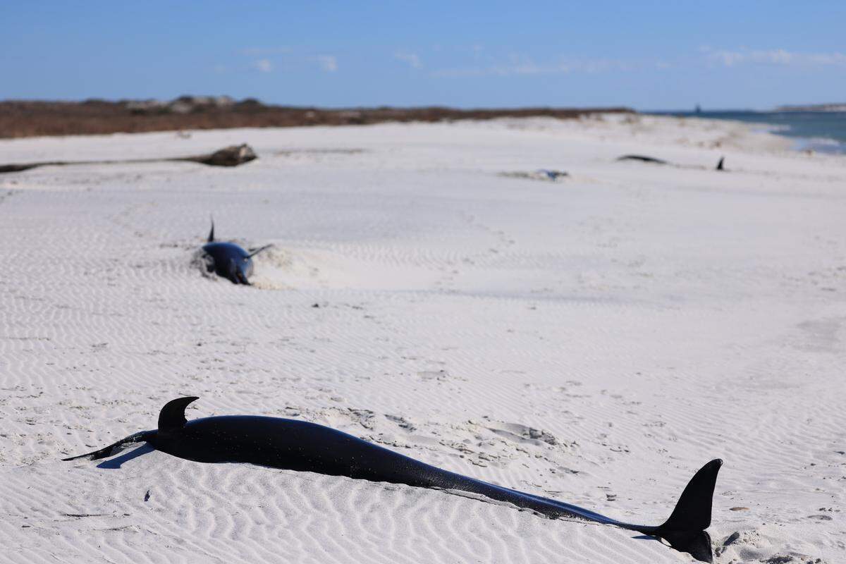 Four dolphins rarely seen on the Mississippi Coast were discovered stranded this week on Petit Bois Island.