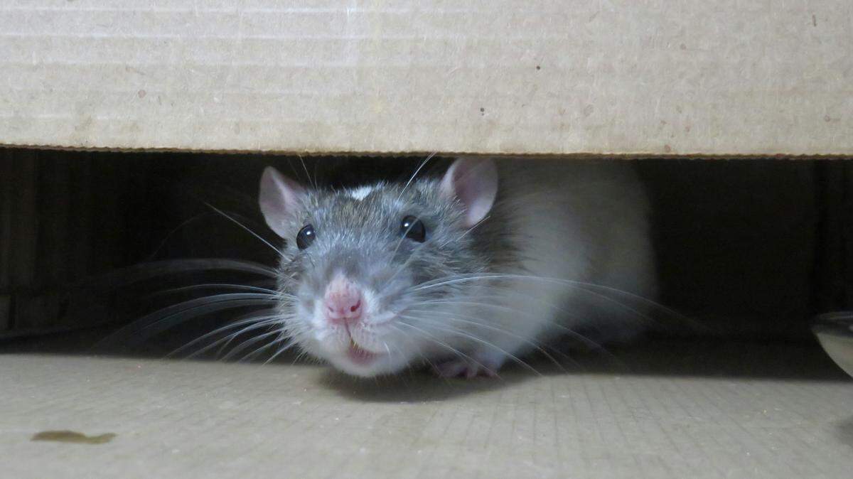 An anticipated warmer winter for the Mississippi Gulf Coast could cause an increase in rodent populations, according to experts. Here’s how to protect your homes.