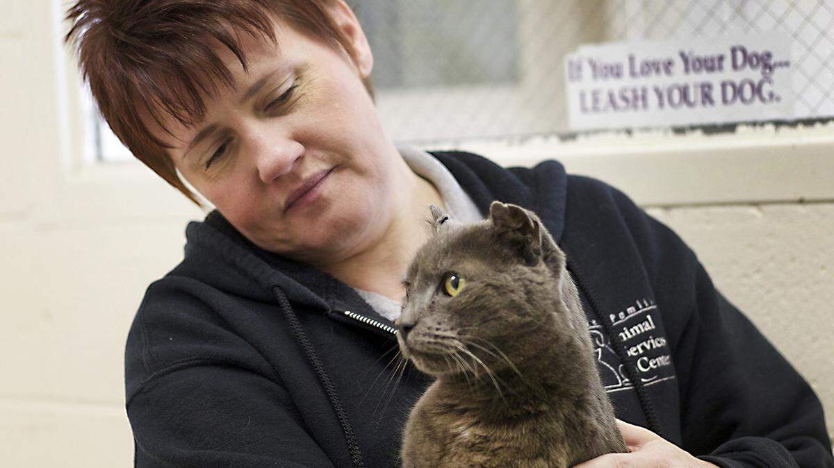 In this photo taken Jan. 15, 2016, Craven County Animal Control Supervisor Trinity Smith cuddles with Hemi, an American Curl mix cat. in New Bern, N.C. The cat has spent the last four years wandering Marine Corps Air Station Cherry Point in Cherry Point, N.C., but thanks to a microchip, his owners have been tracked down to their current home in North Dakota. (Bill Hand/Sun Journal via AP) MANDATORY CREDIT