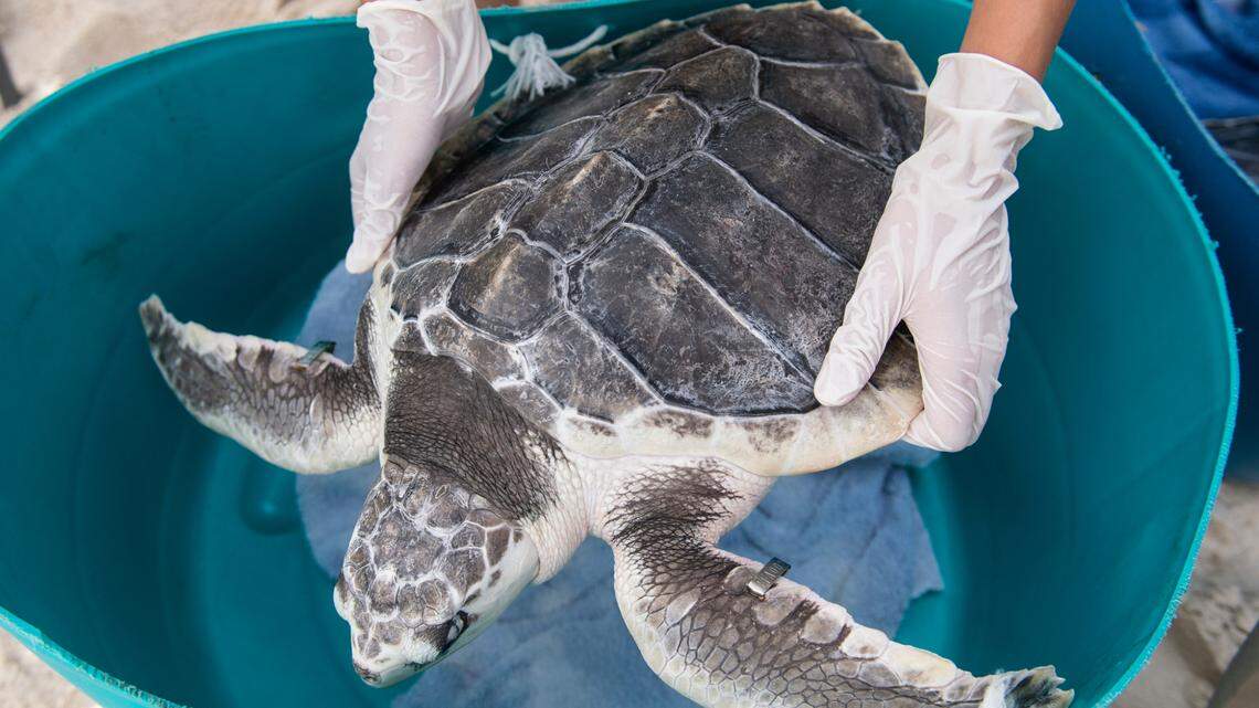 An image of a Kemp’s ridley sea turtle, one of 22 species recognized as endangered in South Carolina.