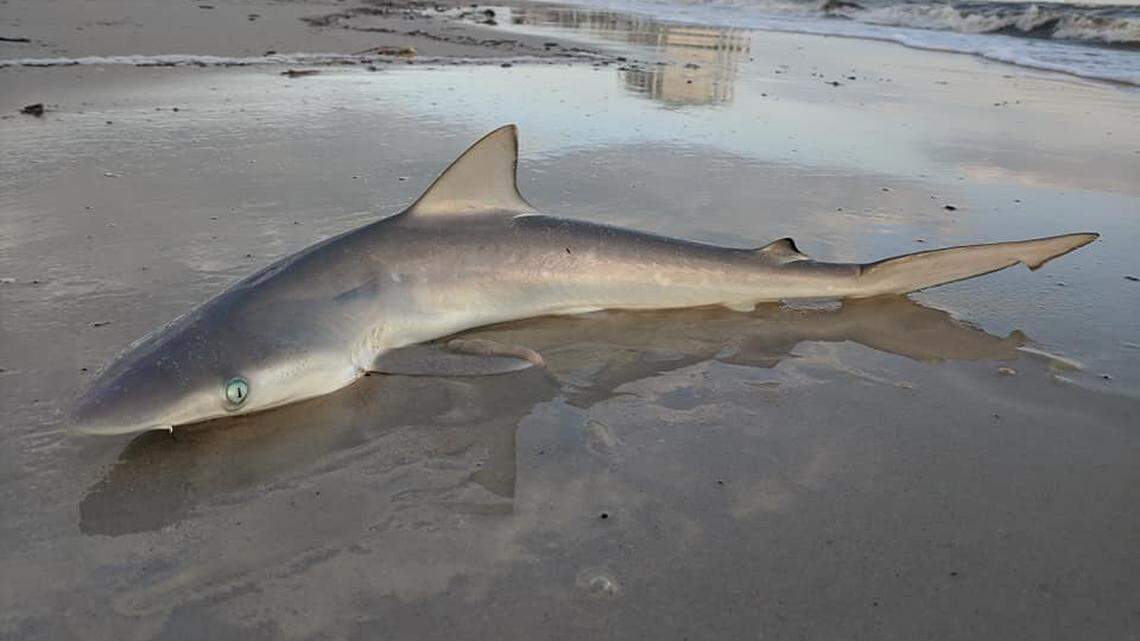 Jane Covel Walton approached what she thought was a dead shark over the weekend on Alabama’s Dauphin Island and discovered it was still very much alive.