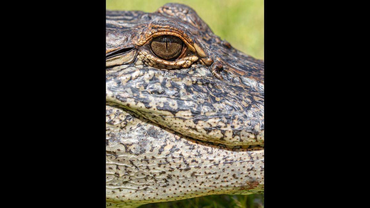 Mississippi gator hunting season begins Aug. 29 and goes through Sept. 8 for public waters and Sept. 22 for private lands.