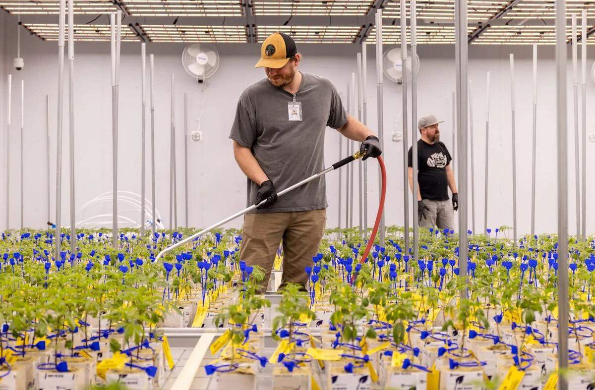 Pharm Grown employees Spencer James, left, and Derek Watts water marijuana plants at Pharm Grown in Como, Miss., Monday, January 23, 2023.