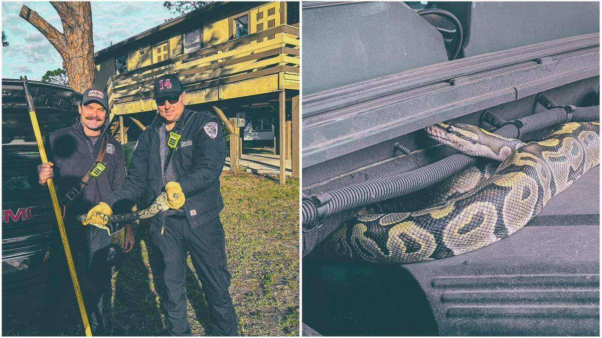 A driver flagged down firefighters in Fort Myers, Florida, after finding a python hiding in his truck’s engine compartment on Dec. 29, officials said.