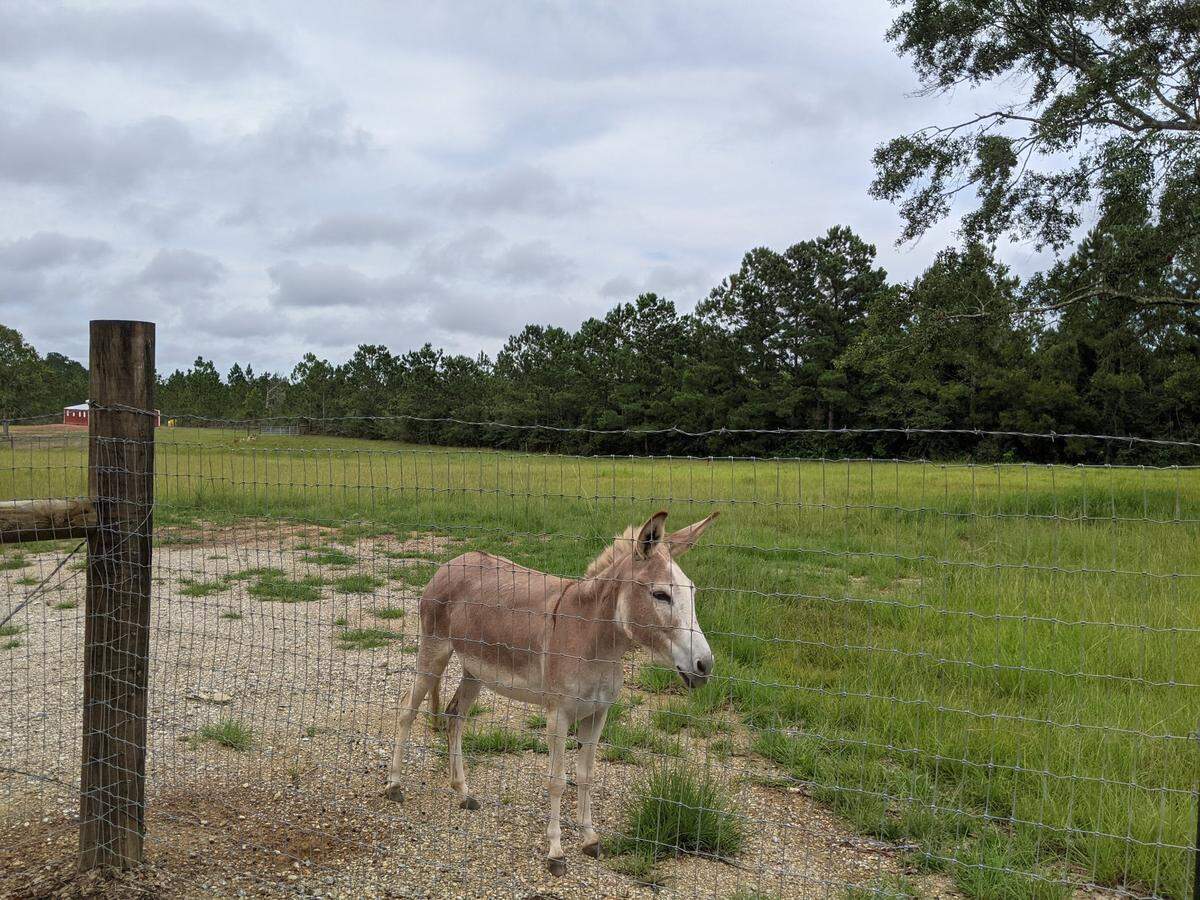 A donkey on the Boutros family farm on John Clark Road, in front of the proposed subdivision site.