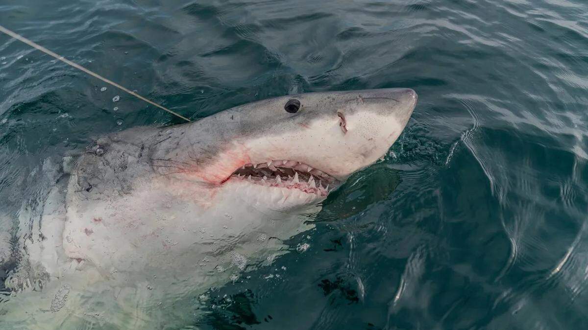 LeeBeth, a 14-foot, 2,600-pound great white shark, was outfitted with a GPS transmitter after being caught off the coast of Hilton Head Island, South Carolina.