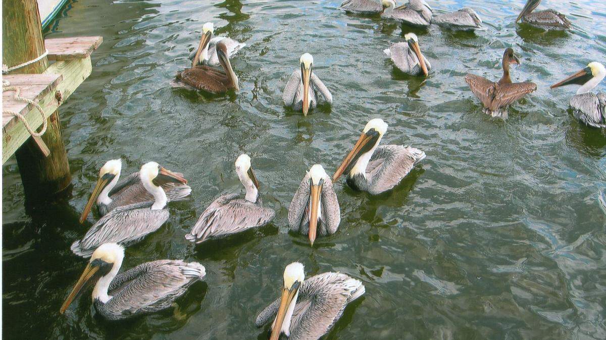 KAT BERGERON/SPECIAL TO THE SUN HERALDWhat is the lifespan of a brown pelican? In any given flock, like this one in Ocean Springs, no more than 2 percent are typically 10 years or older. Only 30 percent of pelicans live past their first year, with their deaths attributed to such factors as food and environment. The oldest recorded age was 19 years and 8 months, although one brown pelican was thought to live to 43. Obviously, deciphering pelican lifespans has as many varying factors as does predicting human longevity.