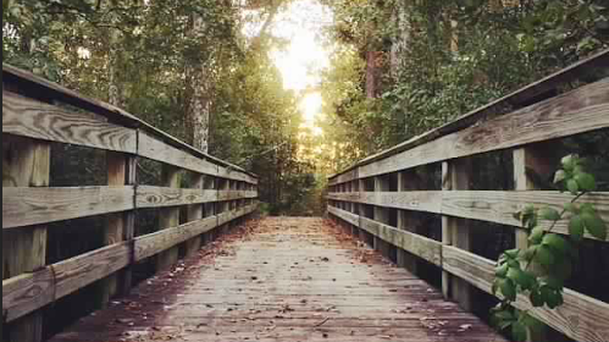 McLeod Park nature trial