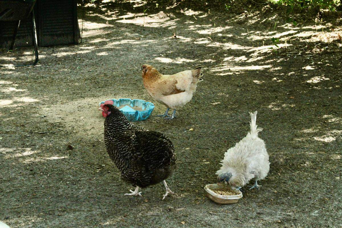 Three of Jamie Stebly's eight backyard chickens are pictured. Stebly says the chickens bring her joy and comfort. From left are Roxie, a black copper Maran, Goldie, an Olive Egger, and Miss Frizzle, a special-needs chicken with a cross beak.