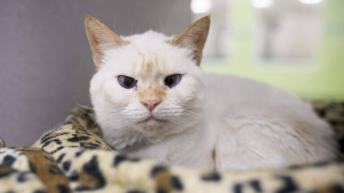 Pets of the week for the Humane Society of South Mississippi 