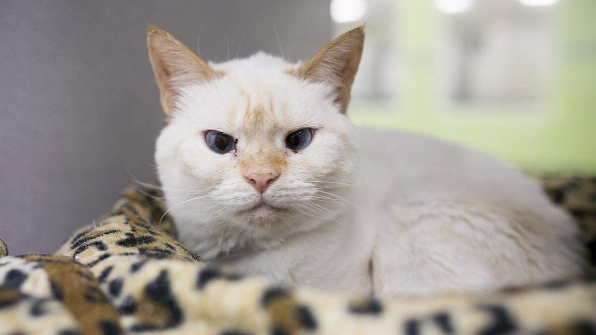 Lilly (31398576), a 4-year-old female spayed Siamese mix, is the featured pet of the day for the Humane Society of South Mississippi, 2615 U.S. 49, Gulfport. For details about adopting a pet, call 863-3354 or check out hssm.org. All animals adopted through HSSM are spayed/neutered, given shots and are microchipped. Other pets are also available at the Hancock County Animal Shelter, 7175 Texas Flat Road, Kiln, 466-4516, or the Jackson County Animal Shelter, 4400 Audubon Drive, Gautier, 497-6350. Contact each shelter for adoption fees.