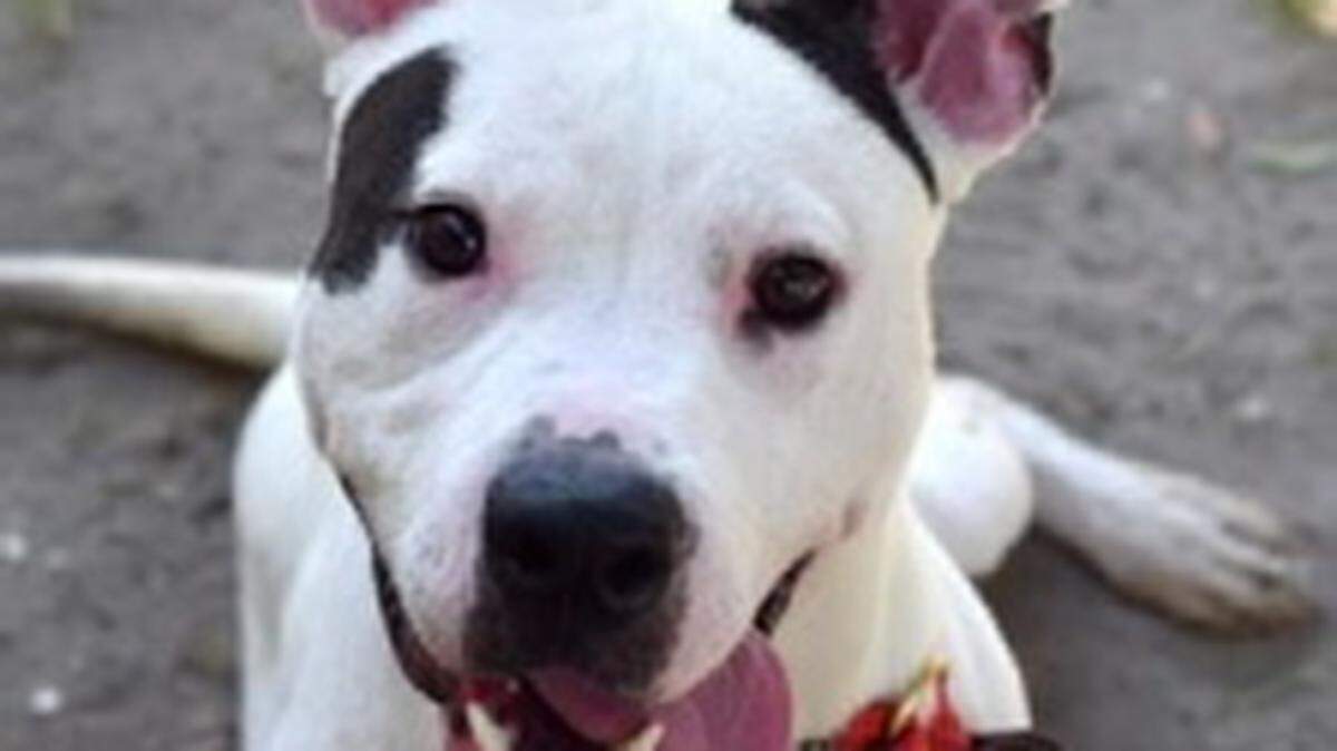 Buckley(ID#25326748) is a 1- 1/2 year-old black and white pit bull. He came to HSSM as a stray and is heartworm negative. Buckley is the featured pet of the day for the Humane Society of South Mississippi, 2615 U.S. 49, Gulfport. For details about adopting a pet, call 863-3354 or check out hssm.org. All animals adopted through HSSM are spayed/neutered, given shots and are microchipped. Other pets are also available at the Hancock County Animal Shelter, 7175 Texas Flat Road, Kiln, 466-4516, or the Jackson County Animal Shelter, 4400 Audubon Drive, Gautier, 497-6350. Contact each shelter for adoption fees.