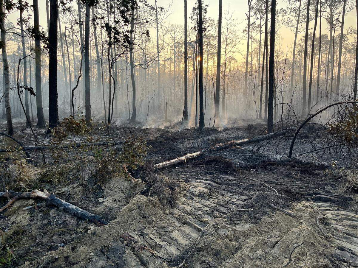 The woods on Bayou Talla Road, behind the Talla Pointe neighborhood in St. Martin, show the effects of Thursday’s fire.