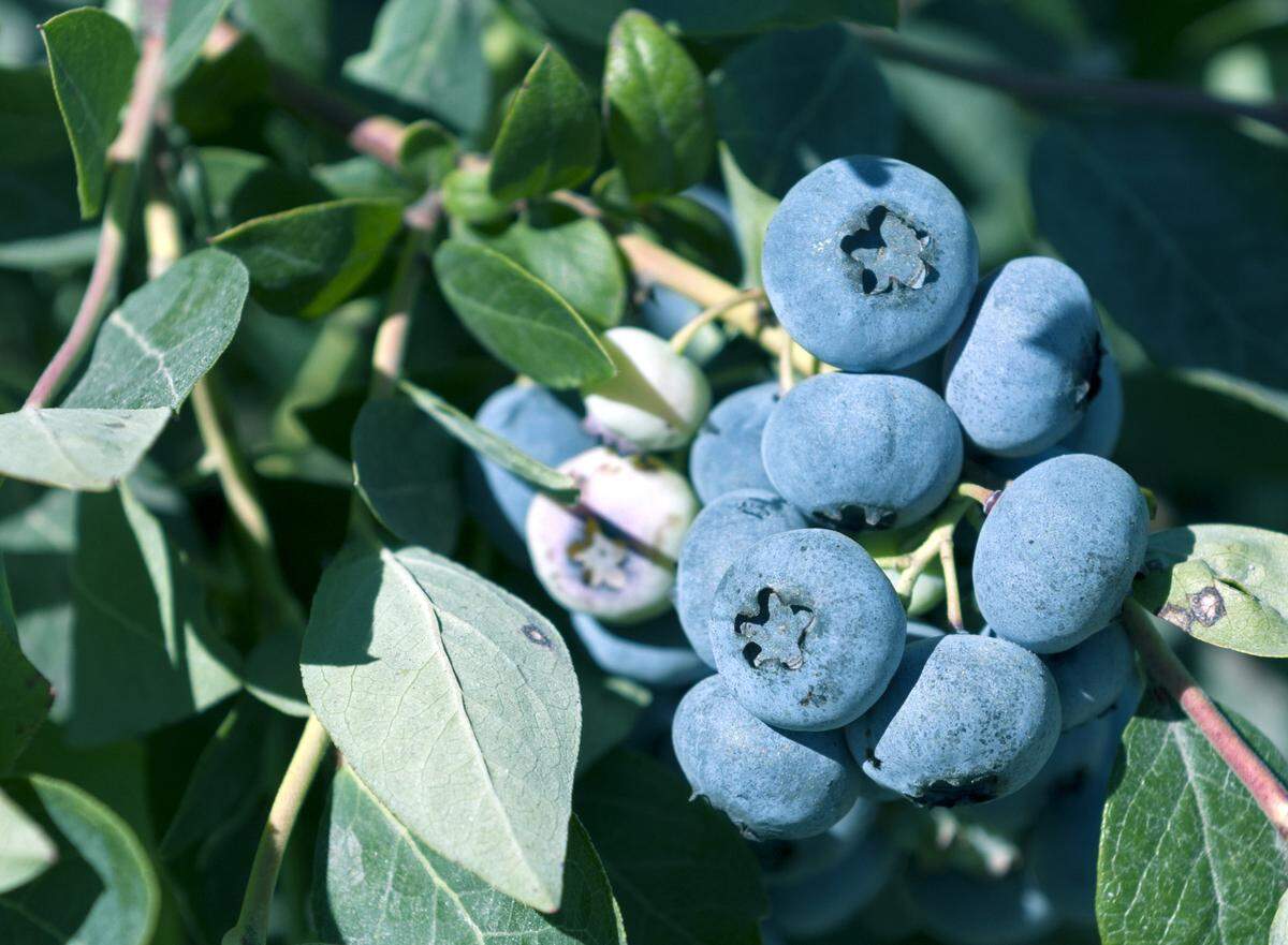 Growers are already changing how they fertilize and spray in response to an increase in pests after years without weather cold enough to limit them.