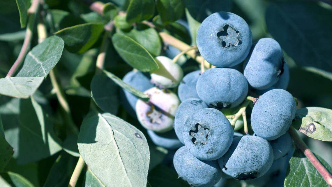 Pick your own blueberries for sweet, good eats