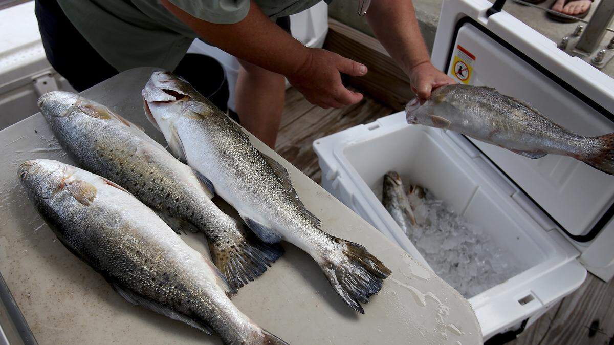 AMANDA McCOY/SUN HERALD 
 Mike Buchanan removes speckled trout from a cooler in order to be weighed at the Spraberry-Schankin Memorial Speckled Trout World Championship sit on display on Saturday, May 16, 2015, in Gulfport.