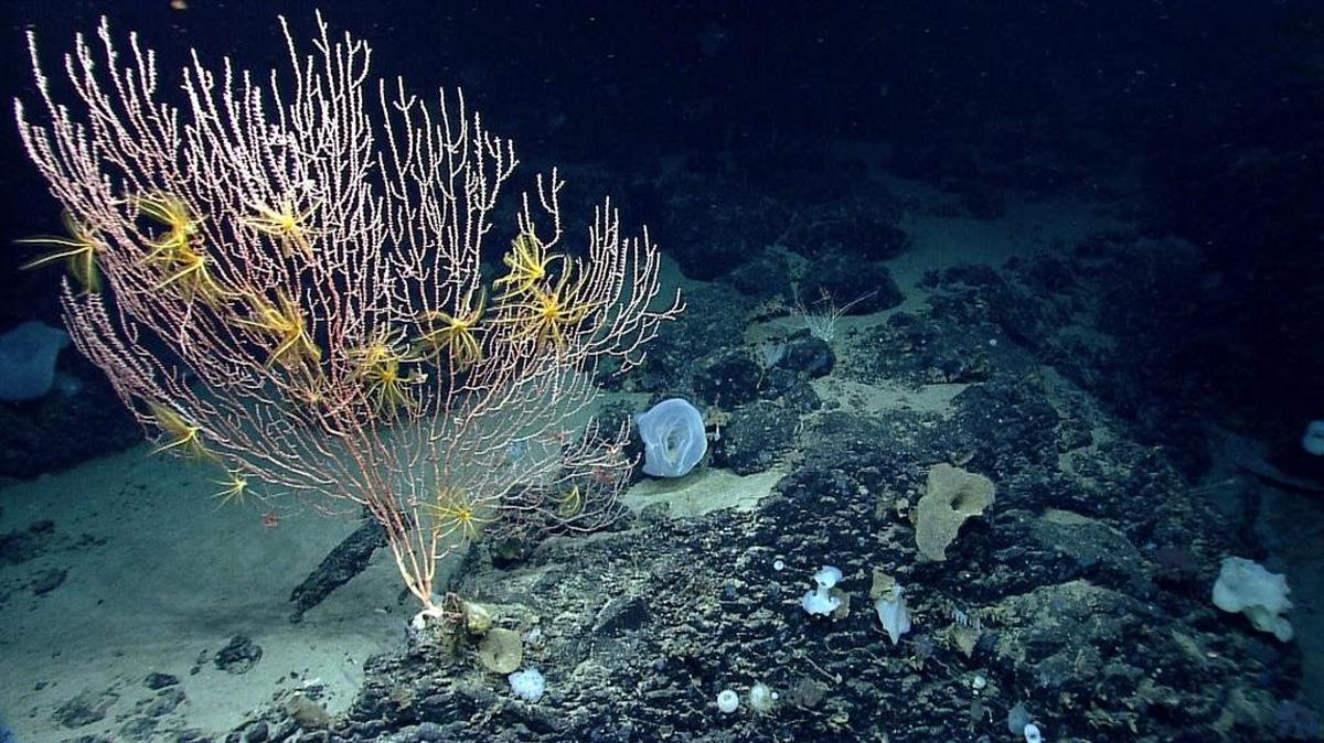 A photo taken during the Northeast U.S. Canyons Expedition 2013 shows corals on Mytilus Seamount off the coast of New England in the North Atlantic Ocean. President Barack Obama has established the first national marine monument in the Atlantic. The move is designed to permanently protect nearly 5,000 square miles of underwater canyons and mountains off the coast of New England.