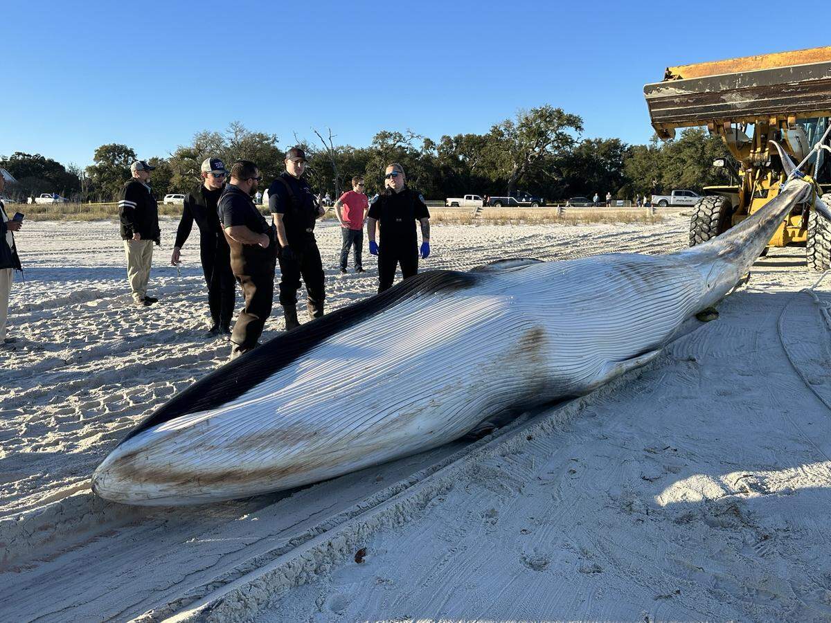 The underbelly of a 35-foot fin whale that was discovered in Pass Christian and pulled ashore for further testing and examination.