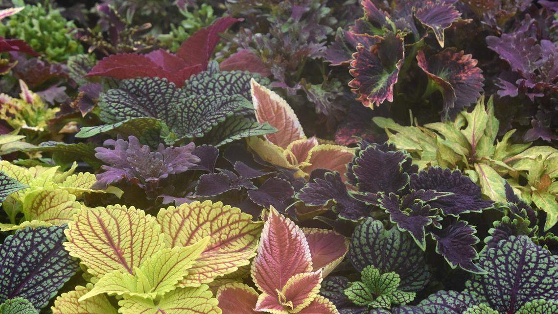 Gary Bachman: Plant sun coleus for vibrant summer color 