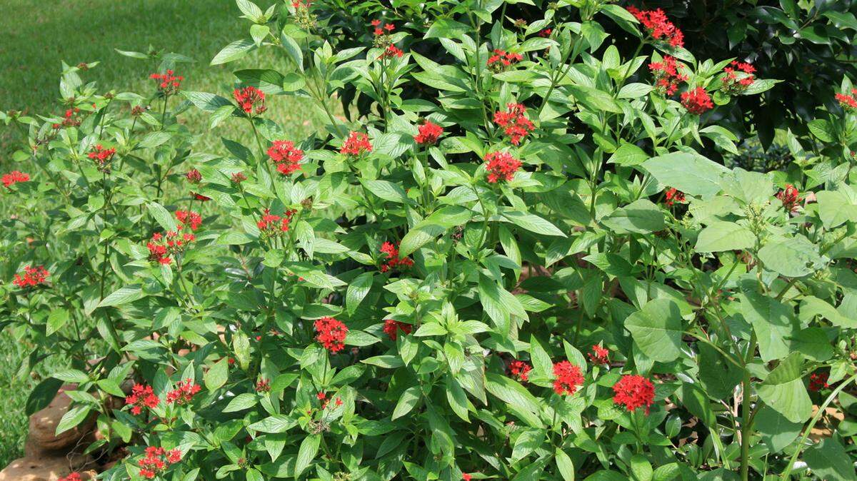 GARY BACHMAN/MISSISSIPPI STATE UNIVERSITY EXTENSIONPentas are easy to grow and they are colorful. The Butterfly series, such as these red pentas, produce flowers all summer long with little effort.
