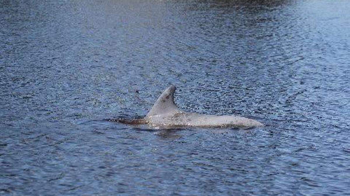 PHOTO COURTESY MOBY SOLANGI 
 A dolphin has been stuck in a lagoon inside Simmons Bayou in Ocean Springs for about two weeks, IMMS director Moby Solangi said on Friday, May 6, 2016.