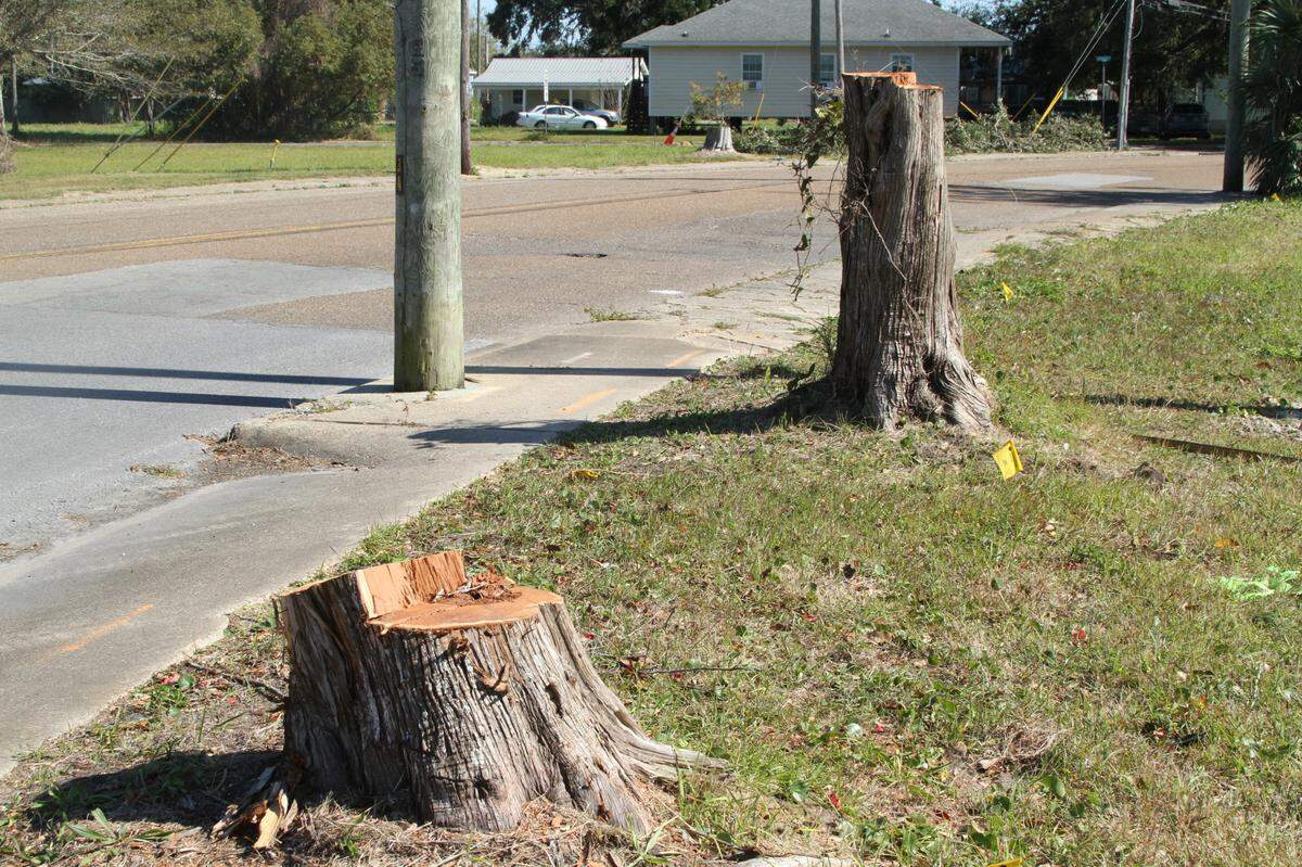 Two eastern red cypress trees on Howard Avenue near Ahern Drive were among six trees removed to make way for new utility lines and realignment of Howard Avenue between Ahern Drive and Kuhn Street in East Biloxi.