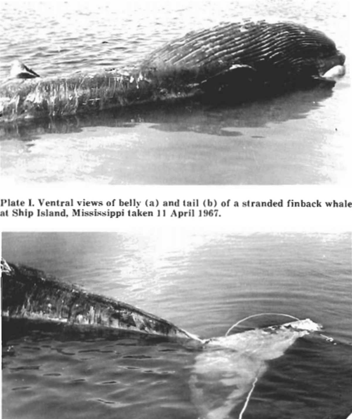 These images are among few that remain of an April 1967 Mississippi Coast visit of a baleen whale. Gordon Gunter and J.Y. Christmas with Gulf Coast Research Laboratory in Ocean Springs included the photos in a 1973 report on the 18-foot whale.&nbsp;