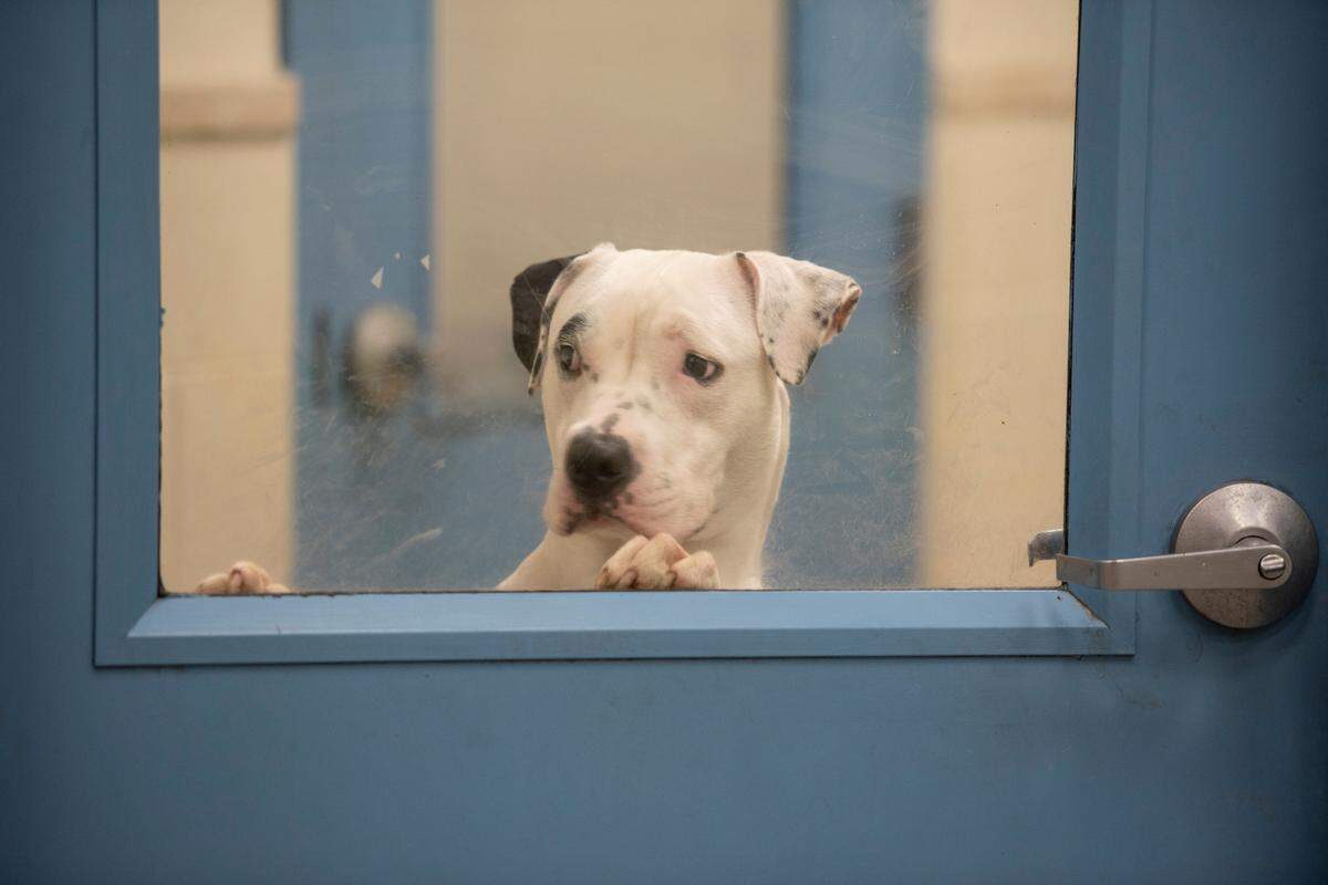 A dog peers out of a door at the Humane Society of South Mississippi in Gulfport on Thursday, July 7, 2022.