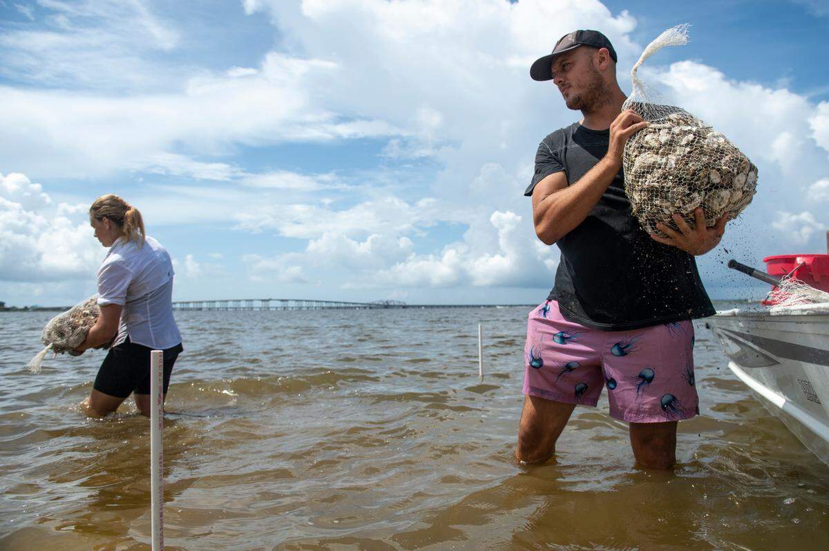 Bryce Coates, a USM Gulf Coast Research Summer Field Program student, passes along a bag of oyster shells that will be a part of a project to create a living shoreline on private property in the Back Bay of Biloxi on Tuesday, July 23, 2024.