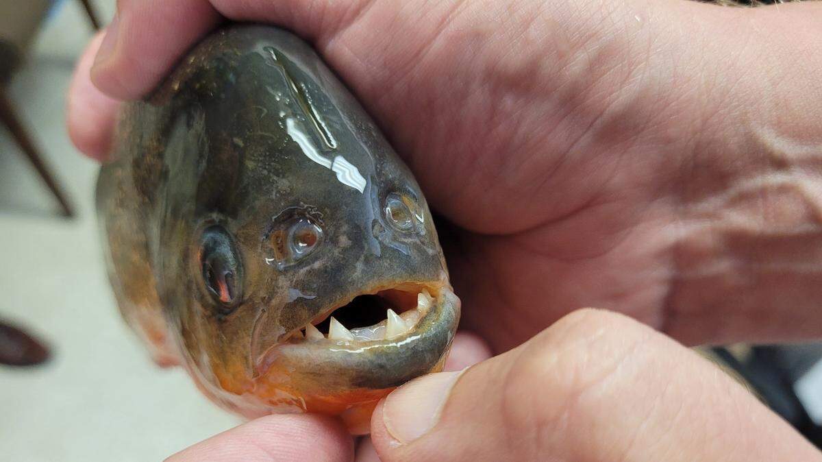 A red piranha was caught in a Louisiana lake last week. Now, wildlife officials are investigating whether there could be more in the area.