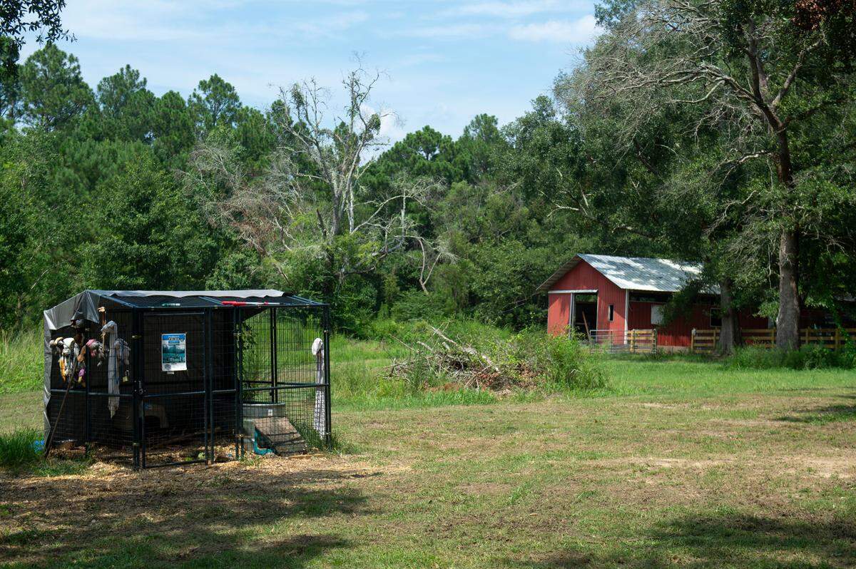 Tulip’s current enclosure on Muraco’s property in Kiln on Thursday, Aug. 15, 2024. Muraco is in the process of moving Tulip to another enclosure near the barn where Stormy, another beaver, resides.