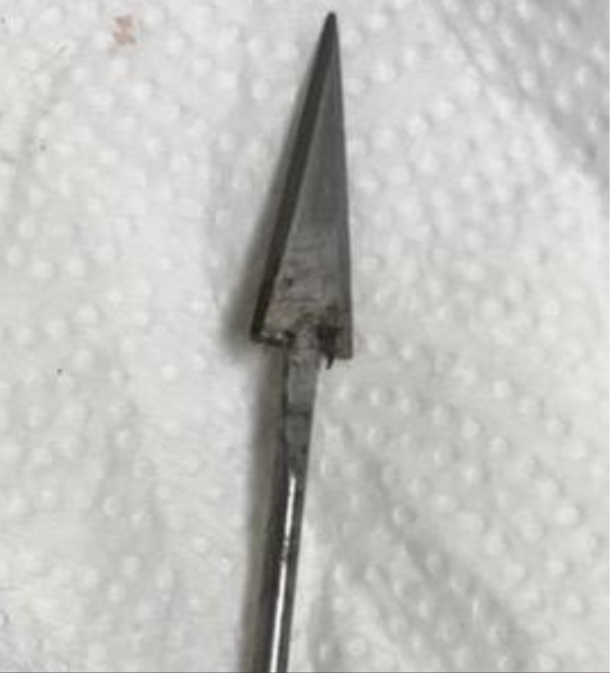 An image provided by Mississippi Coast Crime Stoppers shows the arrow at the end of one of the darts that was shot at cats in Poplarville.