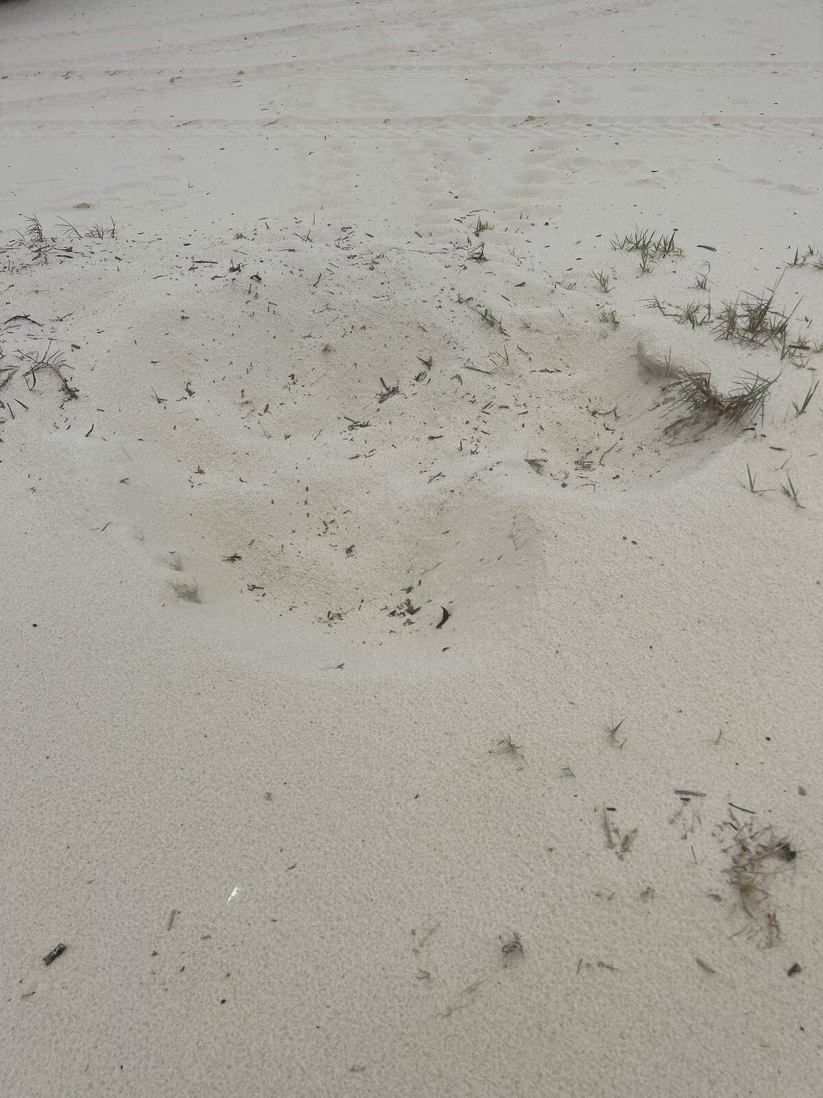 The nest is only the second one found on the mainland since 2018.