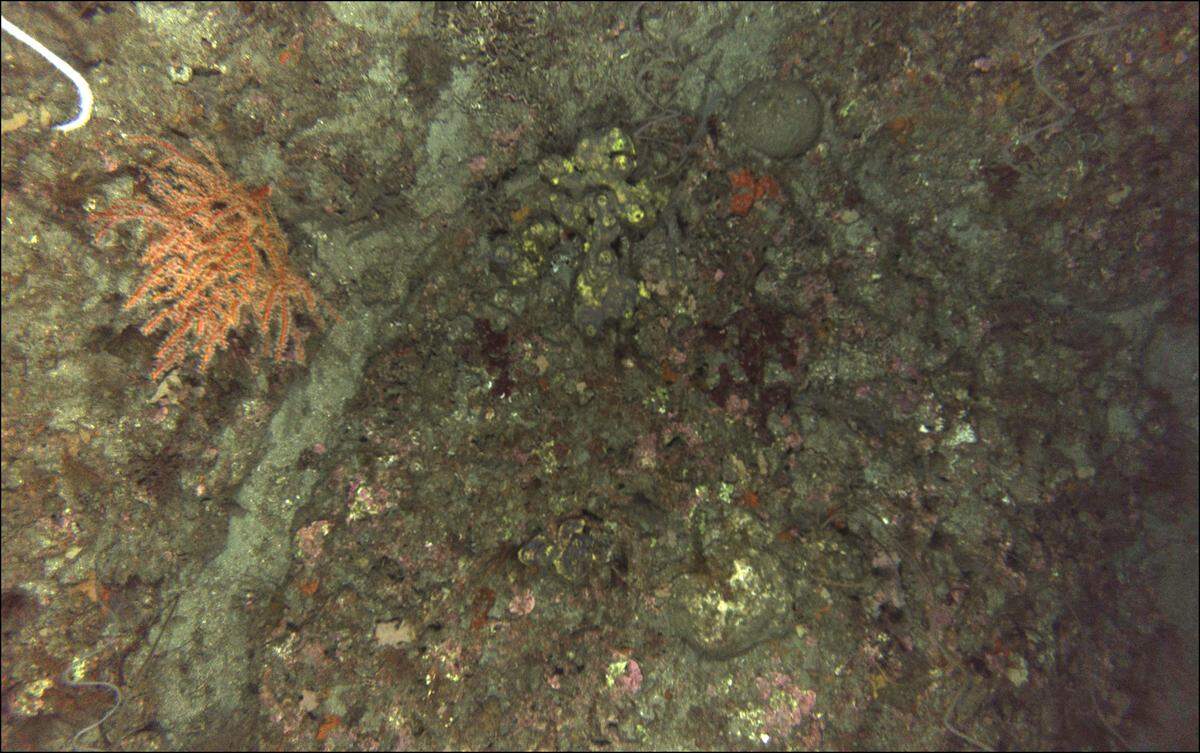 Photographs from far below the Gulf of Mexico’s surface show varities of coral on the newly explored Mountain Top Bank Reef offshore from Gulfport, including Gorgonian octocoral, the orange coral on left, cup coral, the yellow spots at center, and an encrusting sponge, darker orange on right.