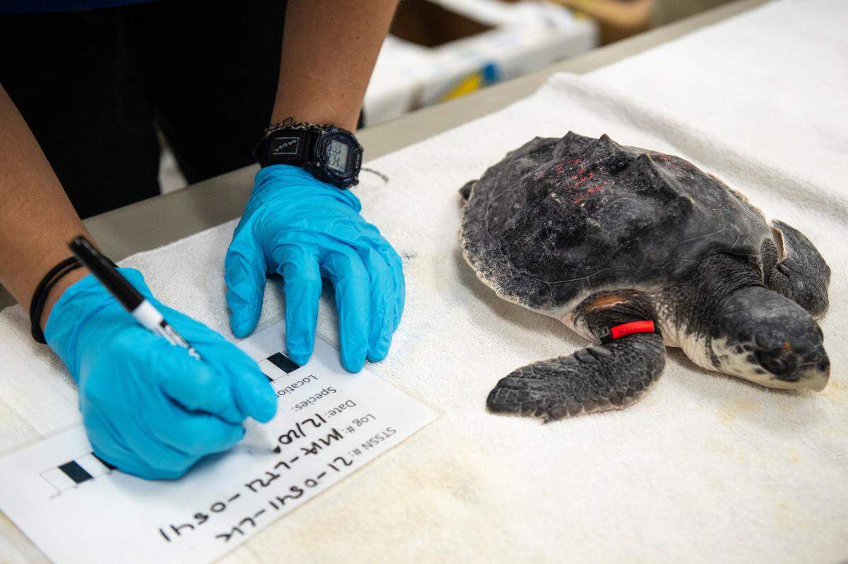 As the turtles arrive at the Institute for Marine Mammal Studies (IMMS), Mississippi State students and IMMS workers write down the measurements and numbers of each turtle.