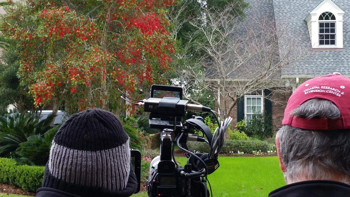 GARY BACHMAN/MISSISSIPPI STATE UNIVERSITY EXTENSION'Southern Gardening' TV recently featured the Savannah holly that is outdoing itself across the state this year. Its colorful fruit load can weigh down branches.