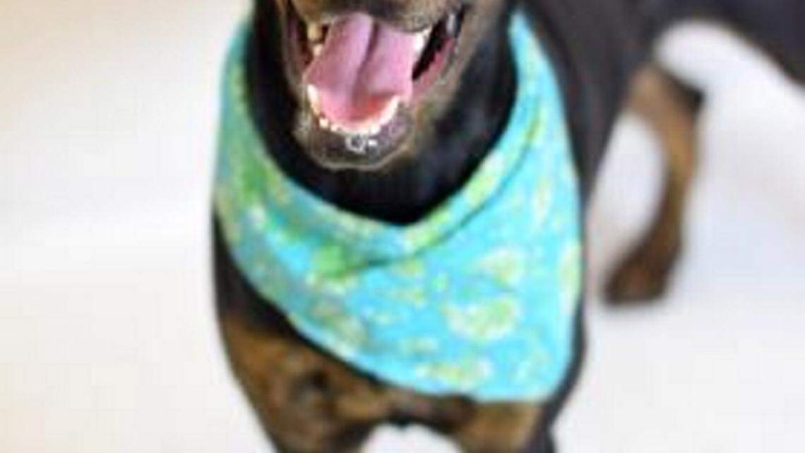 Pet of the week: Coby, a precious pinscher in Gulfport 