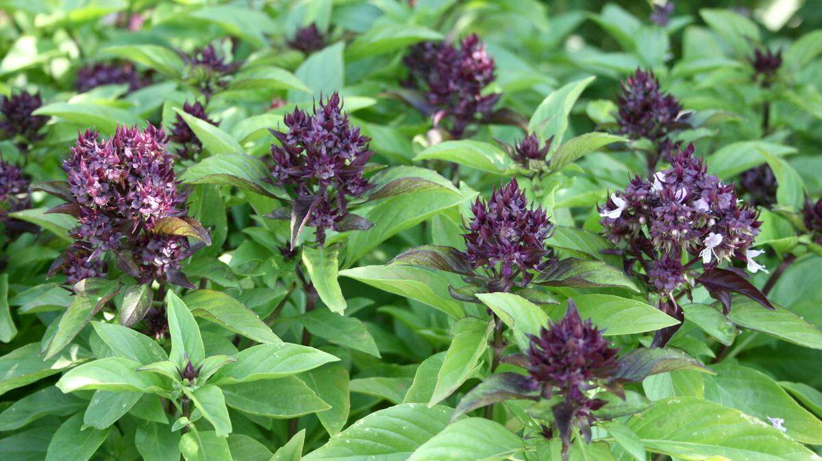 GARY BACHMAN/MISSISSIPPI STATE UNIVERSITY EXTENSION SERVICESiam Queen is a Thai basil with purple flowers and a licorice aroma and flavor.