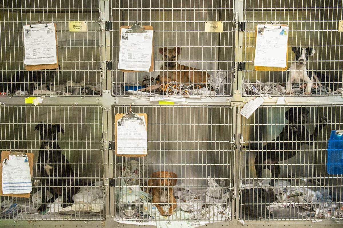 Several dogs wait to be adopted at the Humane Society of South Mississippi in Gulfport on Thursday, July 7, 2022.