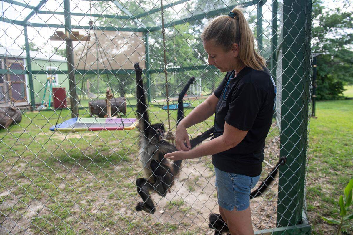 Owner April Stewart interacts with the spider monkeys at Gulf Coast Primate Sanctuary in Perkinston on Thursday, May 1, 2025.