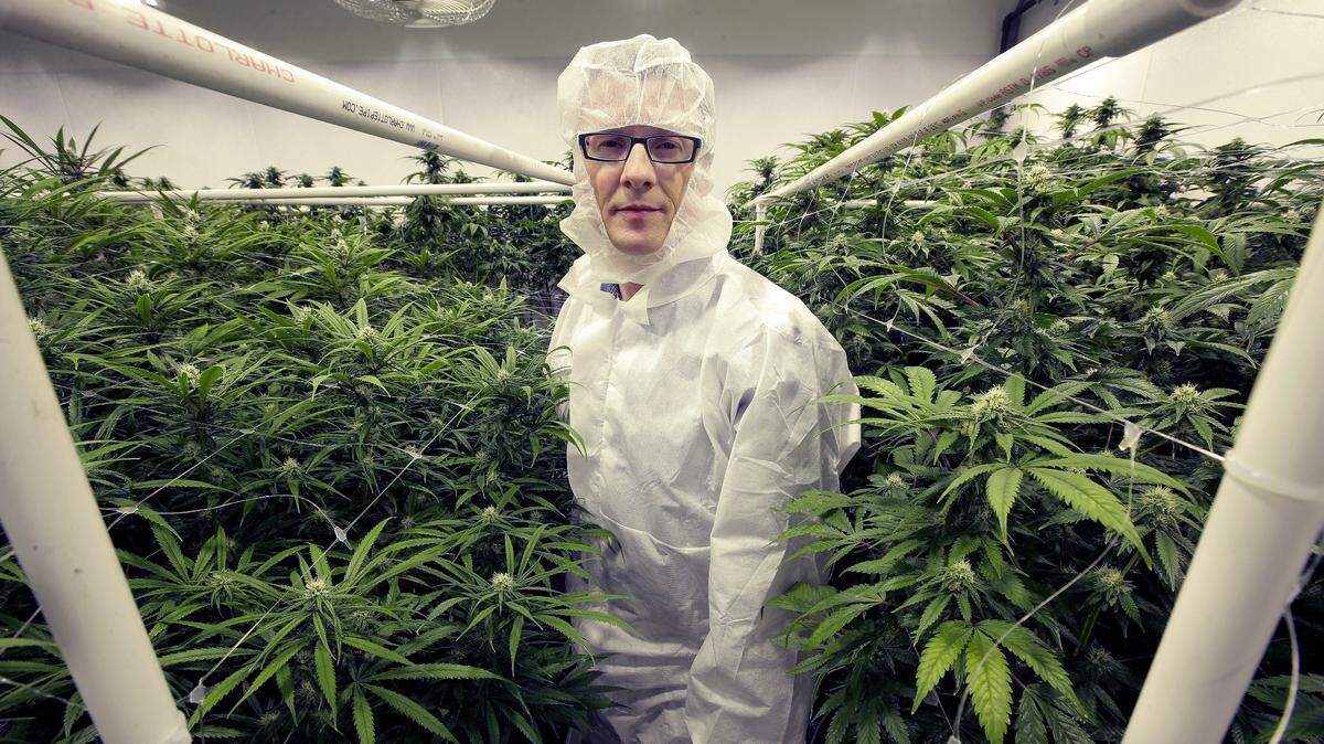 Michael Dundas, CEO of Sira Naturals, Inc., stands for a photograph among cannabis plants, Thursday, July 12, 2018, at the Sira Naturals medical marijuana cultivation facility, in Milford, Mass.