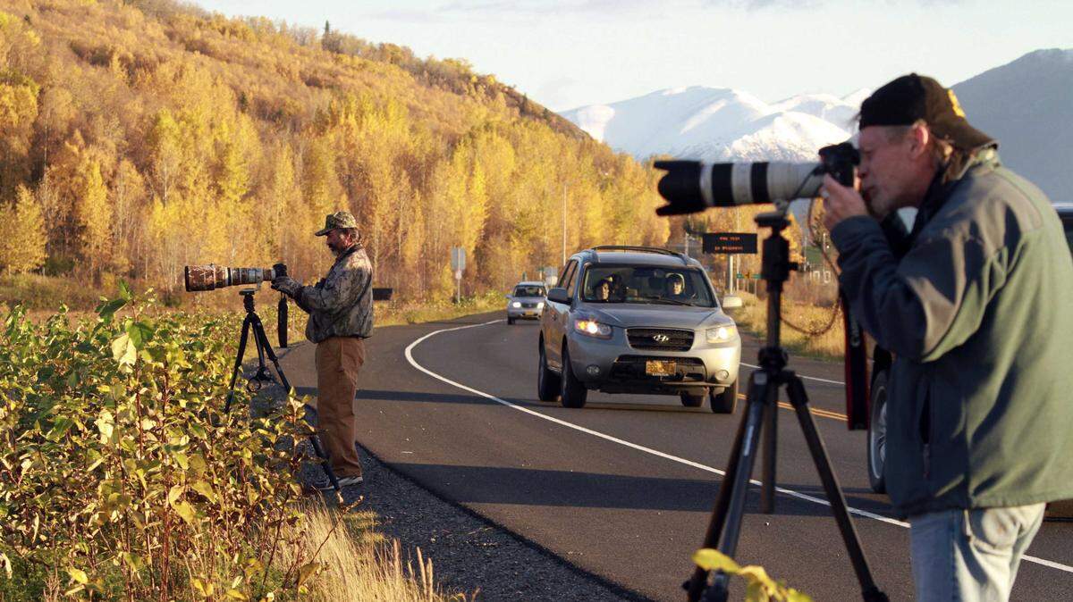 Dan Joling/Associated PRessPhotographers stand just off the shoulder of the Seward Highway along Potter Marsh in Anchorage, Alaska, to see the arrival of trumpeter and tundra swans during stopovers on autumn migratory flights.