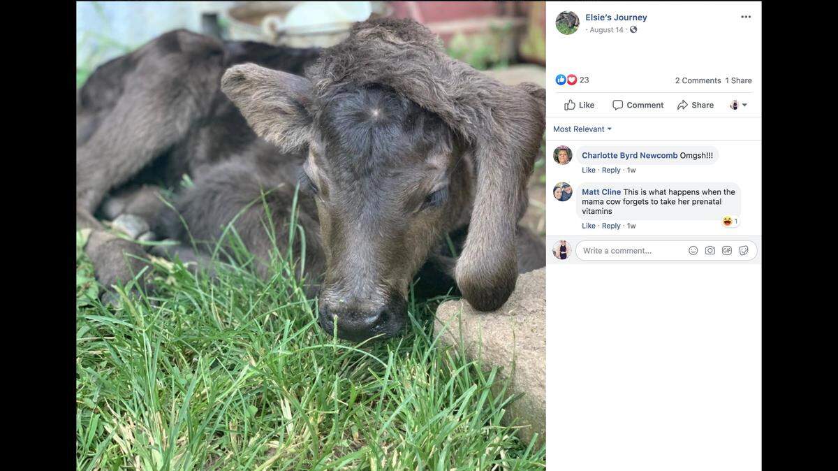 Elsie was bought at auction by a farmer from Louisiana despite her unique feature.