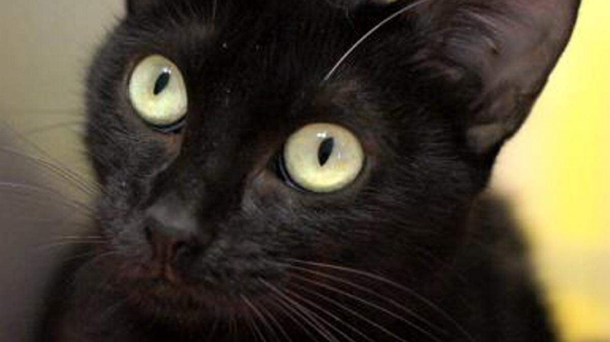 Lulu (ID# A29562158), a 2-year-old female, black domestic shorthair cat, is the featured pet of the week for the Humane Society of South Mississippi, 2615 U.S. 49, Gulfport. For details about adopting a pet, call 863-3354 or check out hssm.org. All animals adopted through HSSM are spayed/neutered, given shots and are microchipped. Other pets are also available at the Hancock County Animal Shelter, 7175 Texas Flat Road, Kiln, 466-4516, or the Jackson County Animal Shelter, 4400 Audubon Drive, Gautier, 497-6350. Contact each shelter for adoption fees.